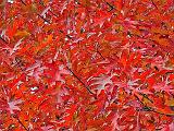 Autumn Oak Leaves_DSCF5263